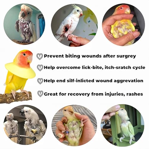 3 Pack Anti-bite Bird Collars Anti-Grab Feather Plucking Wound Healing Safety Elizabethan Collar Neck Protector Recovery Cones for Budgerigar Cockatiel Lovebirds Cockatoo Parrots-L - size: L
