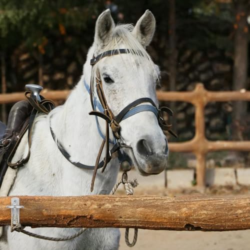 6 Pcs Bucket Hooks for Horses Metal Equestrian Water Bucket Hook Hangers Horse Stalls Feed Barn Farmhouse Supplies,Silver