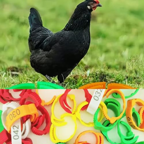 150 PCS Poultry Leg Bands, Adjustable Numbered Chicken Leg Rings for Identification, 5 Colors for Chickens, Ducks, Geese, Turkeys, Farm Management