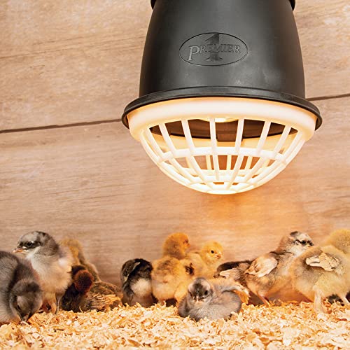 Premier 1 Heat Lamp Bulbs – Smooth Glass Infrared, Never-Loose Base, 250W | Smooth clear glass infrared bulb. Never-loose base — screws in, no cement. 6-month continuous life. 2-pack. - style: 250 watt