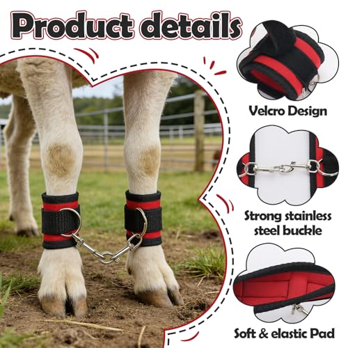 2PS Goat Binding Leg Restraint Anti-Kick Tool Adjustable with Metal Buckle | Hobbles Milking Restraints Durable Nylon Goat Milking Supplies Binding Straps Kit for Milking Stand,Milking,Training（Red）