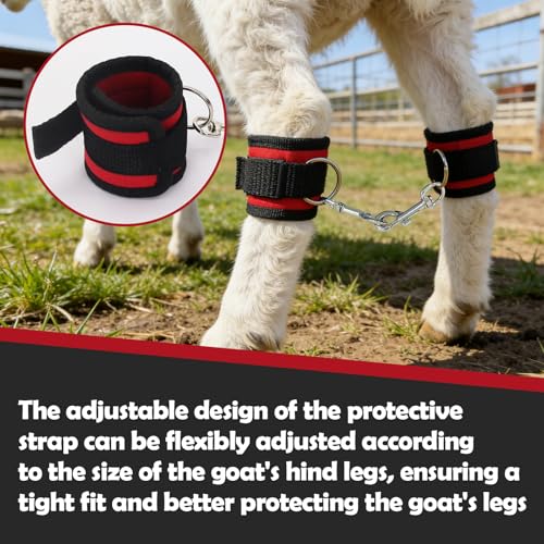 2PS Goat Binding Leg Restraint Anti-Kick Tool Adjustable with Metal Buckle | Hobbles Milking Restraints Durable Nylon Goat Milking Supplies Binding Straps Kit for Milking Stand,Milking,Training（Red）