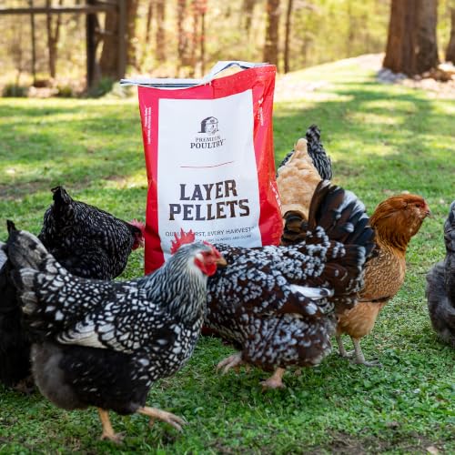 Chicken Layer Feed Pellets, 16% Protein, 40lb, Made in USA | Supports Consistent Egg Production, Strong Eggshells, Calcium Absorption & Vitamin D3, Ideal for Backyard Flocks - size: 40lb (Pack of 1), style: Layer Pellets