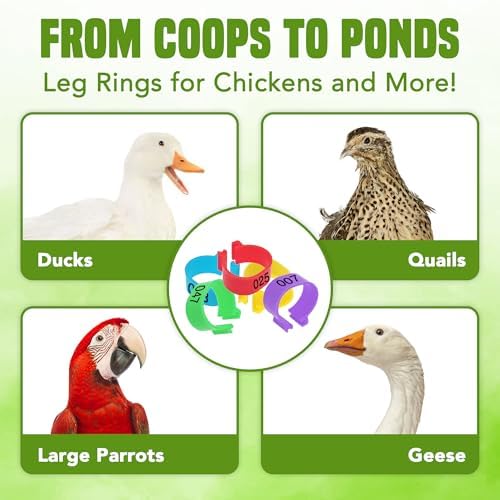 JOR Chicken Leg Bands - Numbered & Multi-Colored Poultry Plastic Band for Ducks, Turkeys, Birds, Quails, Pigeons, etc., Clip-on Rings, Chicken Identification - 0.6", 100 Pcs per Pack
