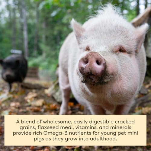 Scratch and Peck Feeds | Young Mini Pig Feed | Whole Grain Mash | 25 lb Bag | 15% Protein, Corn & Soy Free, Certified Organic and Non-GMO Project Verified, Complete Nutrition