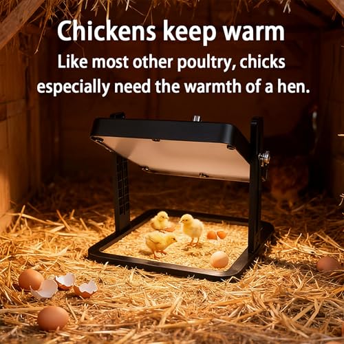 Brooder Heater for Chicks – 10.8" Radiant Heat Plate with Adjustable Height & Angle, Thermostat Control (113–158 ℉), Safe & Even Warmth for up to 15 Baby Chicks