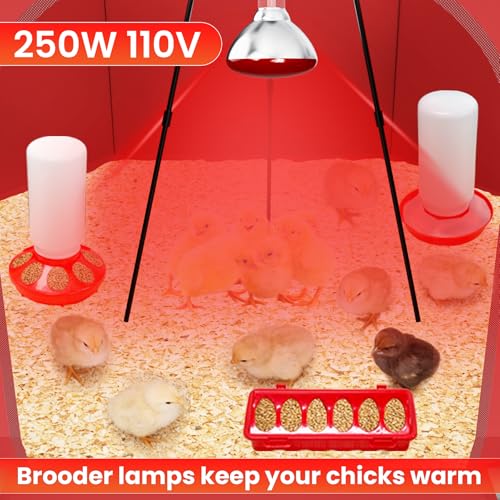 Chicks Brooder Box for Chicken Starter Kit–Includes Heat Lamp, Chick Feeder and Waterer Set, Perch & Sawdust for Up to 30 Baby Chicks, Ducklings & Quail–Complete Poultry Brooder Set