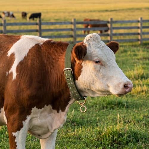 DOITOOL Thickened Canvas Livestock Collar 51.18 Inch Adjustable Neck Strap with Explosion-Proof Buckle for Cattle Calf Sheep Horse Farm Use