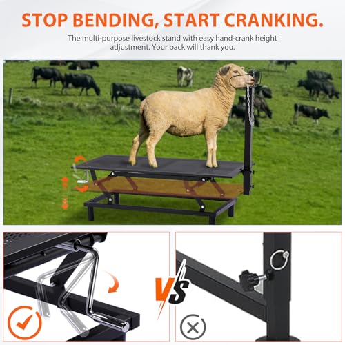 GTPLAYER Goat Milking Stand with Hand Crank,Wheels – 48"x23" Adjustable Headpiece & Height, for Grooming, Milking, Hoof Trimming, Heavy Duty Metal Sheep/Goat Stand, 500 LB Capacity Black
