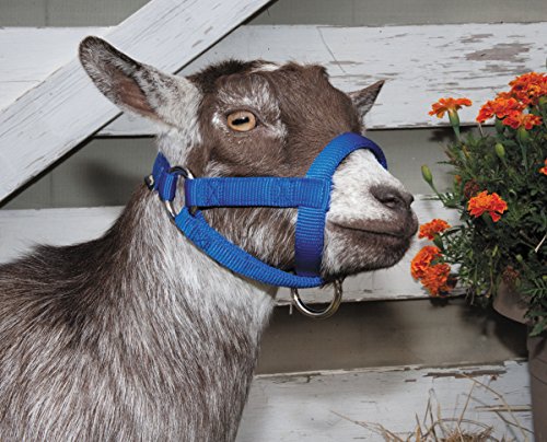 Weaver Leather LivestockWeaver Leather Livestock Goat Halter, Blue, 3/4" Large