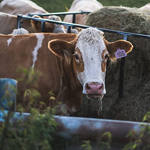 Cattle Ear Tags 001-100, 100Pcs Plastic Livestock Ear Tag for Cows Goats Sheep Pigs with Pliers Applicator & 2 Pins, Animal ID Tags for Ranch Farm Herd Tracking, Laser Print (001-100, Purple) - color: Purple