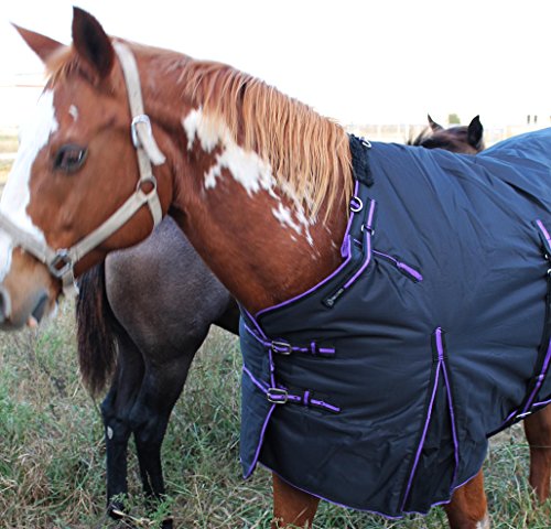 Challenger 1200D Turnout Waterproof Horse Heavy Winter Blanket w/Bellyband Purple 565B - color: Black/Purple Trim, size: 78 inches