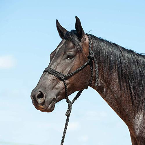 Cashel Flat Braid Halter and Leadrope - color: Black