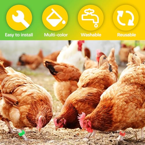 16mm Numbered Poultry Leg Bands – Colorful Chicken Leg Rings for Ducks, Geese, Turkeys, Game Birds – Bird Identification Bands for Poultry Breeding & Flock Management
