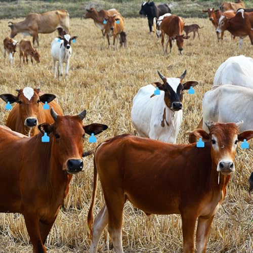 Lothee 100 Pcs Blank Cattle Ear Tags Large Plastic Precision Animal Identification Blank Livestock Ear Tags for Cattle Cow Horse Dog Pig Goat Sheep Farm Management (Blue) - color: Blue