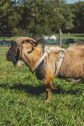 Goat Harness, Asatre Sheep Livestock Hemp Goat Halter, Small to X-Large, Fleece Lined, Multi-Clasp, Machine Washable Soft Durable Restraint (X-Large) - size: X-Large
