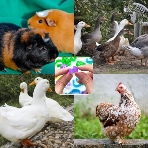 Large Poultry Leg Rings, 80 Adjustable Leg Rings, Suitable for Poultry Such as Chickens, Ducks, Guinea Pigs, Geese, Wild Chickens, Turkeys, etc., with a Size of 20mm