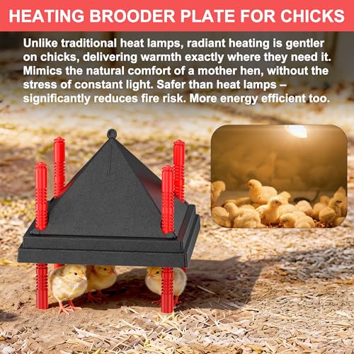 Chick Brooder Heating Plate with Anti Stand Cone, Fixed Temp, 12"x12" Black | Adjustable Height Brooder Heater for Chicks, Downward Heat Distribution for Outdoor Barns & Coops - size: 12" x 12" with Fixed Temp