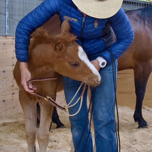 Weaver Leather Kalley Krickeberg Horseman`s Leather Foal Halter