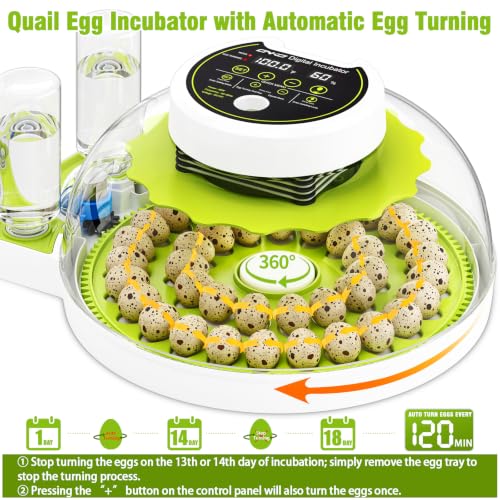 Quail Egg Incubator with Automatic Turner and Humidity Control | Quail Incubators for 40 Hatching Eggs,Outdoor Poultry Egg Incubator, Suitable for Parrot Canary and Other Bird - color: Green