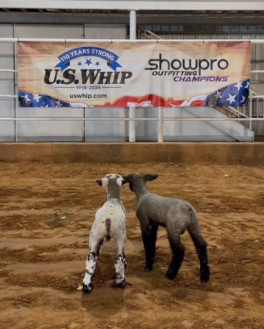 Show Pro Neon Green Spandex Lamb Tube for Show Sheep & Lamb - Show Livestock Supplies: Sheep Covers & Blankets (Large)