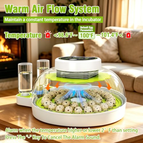 Quail Egg Incubator with Automatic Turner and Humidity Control | Quail Incubators for 40 Hatching Eggs,Outdoor Poultry Egg Incubator, Suitable for Parrot Canary and Other Bird - color: Green