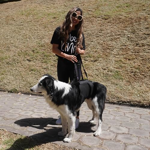 AGON Canine Dog Sling Carrier Support Back Legs Hip Knee Hock Joint Harness to Help Lift Dogs Rear Aid and Old K9 Cruciate (Large, Black) - size: Large