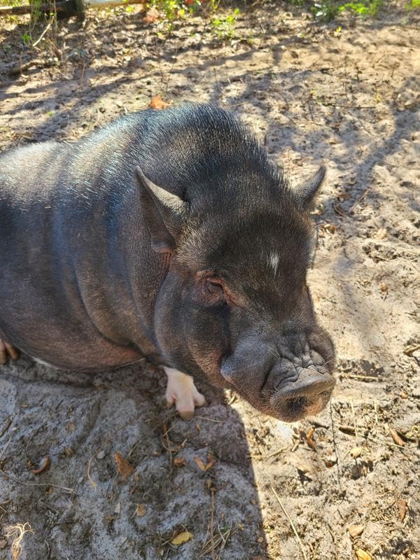 Nutrena Country Feeds Grower Finisher Pig Food