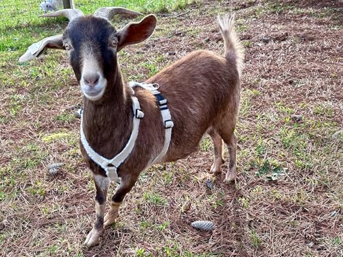 Asatre Adjustable Lined Hemp Goat Harness, Sheep, Livestock Halter, Durable Multi-Clasp Harness, Eco-Friendly Livestock Gear, Comfortable Farm Pet Accessory (Medium) - size: Medium