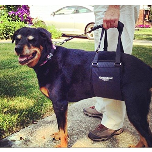 GINGERLEAD Dog Support Sling Rear Harness, Large Female, Machine Wash & Dry | Padded Rear Lift, Integrated Leash, Assist Senior K9s or Recovery from Knee/TPLO, Hip or Back Surgery, Made in U.S.A. - size: Large - Female