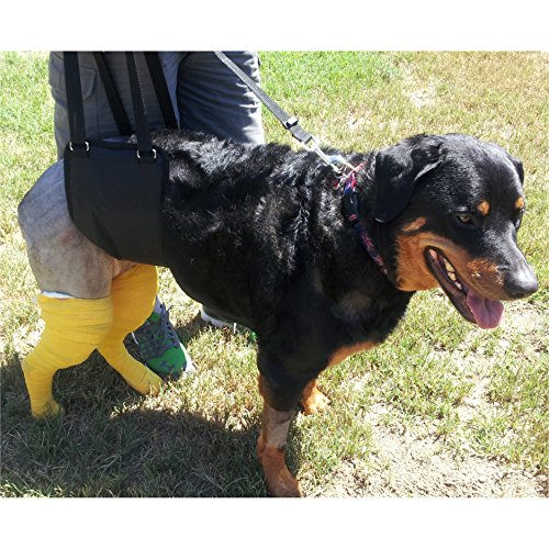 GINGERLEAD Dog Support Sling Rear Harness, Large Female, Machine Wash & Dry | Padded Rear Lift, Integrated Leash, Assist Senior K9s or Recovery from Knee/TPLO, Hip or Back Surgery, Made in U.S.A. - size: Large - Female