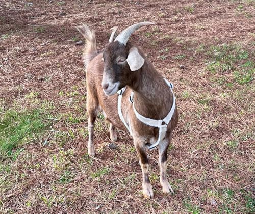 Asatre Adjustable Lined Hemp Goat Harness, Sheep, Livestock Halter, Durable Multi-Clasp Harness, Eco-Friendly Livestock Gear, Comfortable Farm Pet Accessory (Medium) - size: Medium