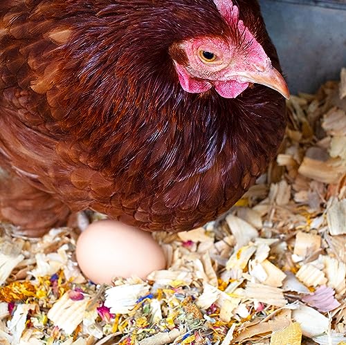 Pampered Chicken Mama Best Eggs Ever! Nesting Herbs for Chickens (8 Pounds Total) for Chicken Nesting Boxes Calcium Supplement for Chickens | Chicken Feed Supplies, Hen Treats for Coops (8 Bags) - size: 1 Pound (Pack of 8)