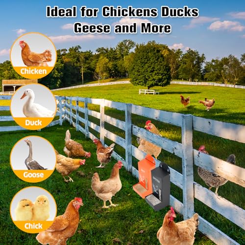 Chicken Grit Oyster Feeder Shell Poultry Hanging Gravity 2 Pack - color: Black&Orange