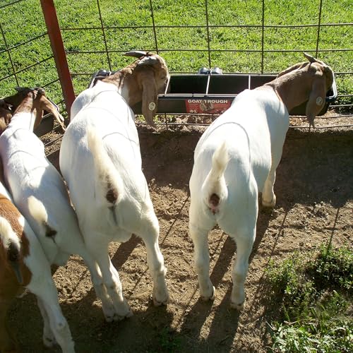 Little Giant HF9BLACK Hook Over Goat Trough Heavy Duty Galvanized Steel 9 Quart Feeder, Black (2 Pack) | Heavy-duty galvanized steel. Hooks over fence rails or panels. 9-quart capacity. For goats, sheep & small livestock.
