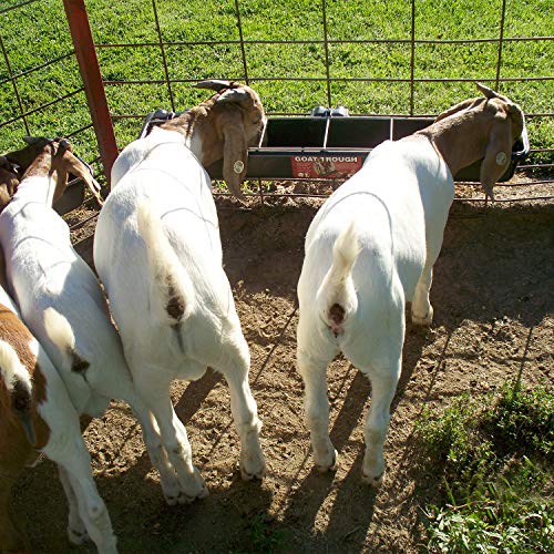 Little Giant HF9BLACK Hook Over Goat Trough Heavy Duty Galvanized Steel Body 9 Quart Feeder with Universal Mounting, Black (4 Pack)