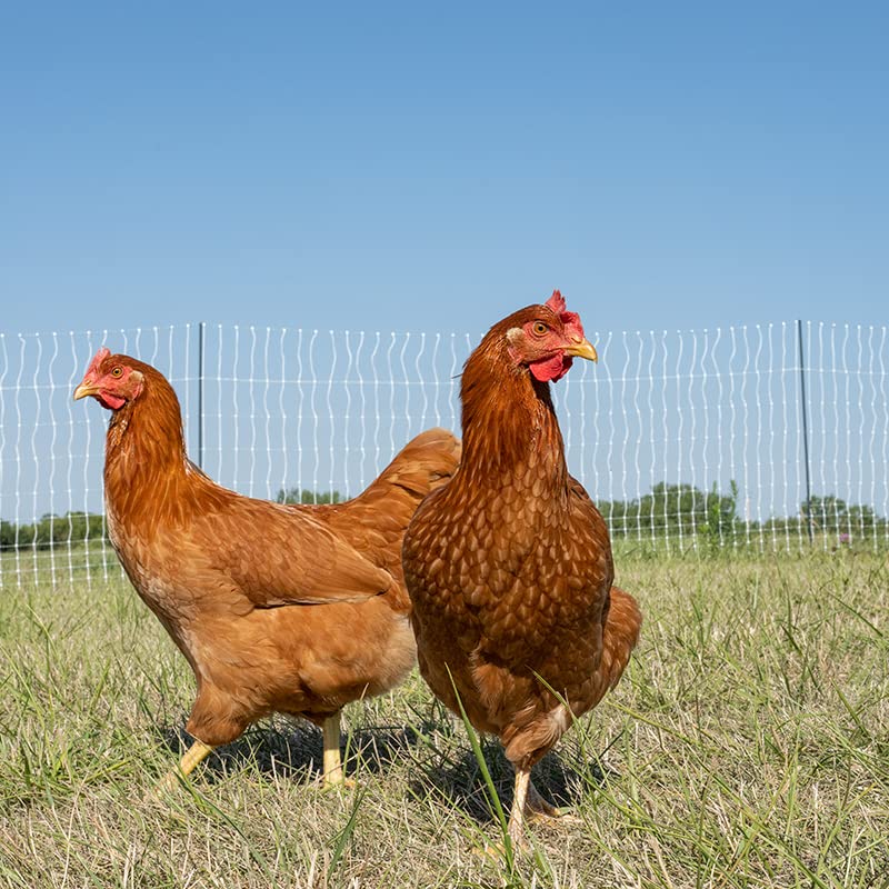 Premier 1 PoultryNet® PrimaPosts™ Fence – Chickens – 48"H x 100'L | Green/white. Rigid PrimaPosts™, extra strength. Single spike. For chickens, ducks & geese. Energizer sold separately. - color: Single Spike, Green/White