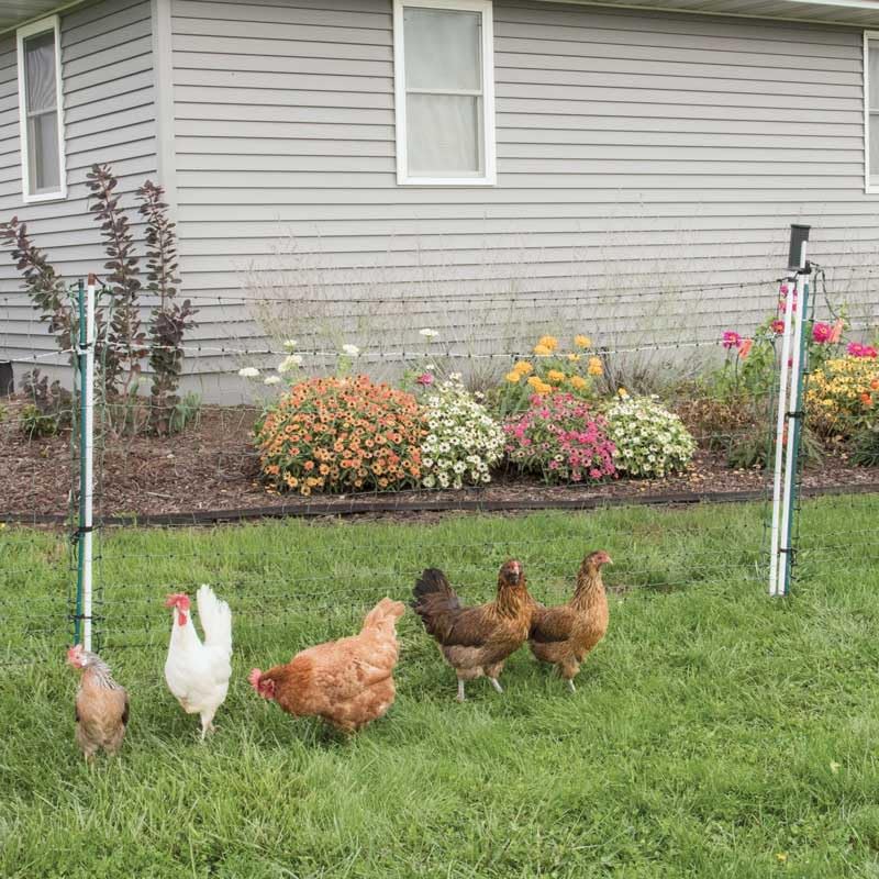 Premier 1 PoultryNet® Electric Net Gate for Chickens – 48"H x 20'L | Green/black net, white drivable posts. Open without turning off the energizer. For chickens, ducks & geese.