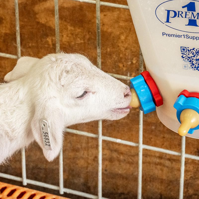 Premier 1 Lamb 'N' Goat Kid Prima Orphan Feeding Bucket – 2.5 Gal, 2 Holes | 2 nipple holes. Square, see-through bucket for easy milk monitoring & cleaning. For orphan lambs & goat kids. - size: 2.5 Gallon Square - 2 Holes