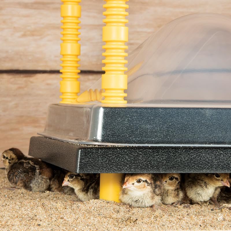 Premier 1 Chick Heating Plate Kit – 10"x10", Warms Up to 15 Chicks | Includes anti-perch cover. Adjustable push-button legs. 15 watts, 110V. Alternative to heat lamp.