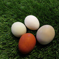 Chicken Turf Nest Box Liners