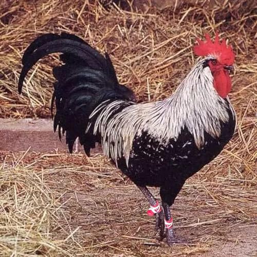 Chicken Shoes Gamefowl Rooster Supplies Rooster Booster Chicken Boots Mitt para Gallos Hen Gamefowl Supplies Fighting Protection 2 Pairs Pink and Green - color: Pink and Green