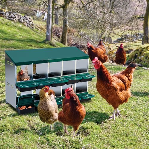 10 Compartment Metal Chicken Nesting Boxes Roll Away Egg Collection with Lid Cover