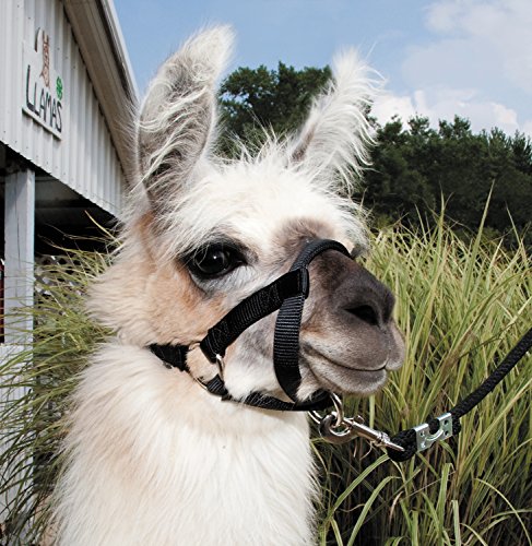 Weaver Livestock Llama Halter, Black, Small (35-7085-BK)