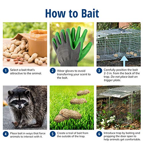 Havahart Large 2 Door Humane Catch and Release Live Animal Trap for Armadillos, Beavers, Bobcats, Small Dogs, Cats, Foxes, Groundhogs, Nutria, Opossums, Raccoons, Live Catch Trap for Stray Dogs 1045SR