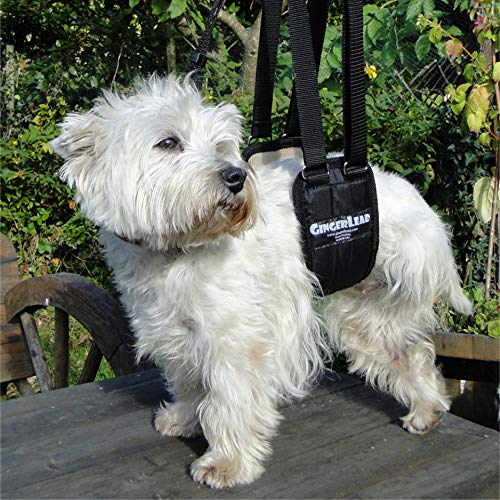 GINGERLEAD Dog Rear Sling Support Harness, SM Female, Machine Wash & Dry | Fits Small to Medium Size Dogs or Larger Barrel-Chested Breeds like Boxers, Bullies. Padded, Integrated Leash. Made in U.S.A. - size: Small - Female