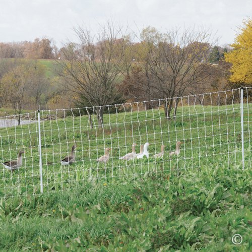Premier 1 PoultryNet® Plus, Starter Kit for Chickens – 42"H x 100'L | White/black. Includes solar energizer, support posts & tester. Double spike, posts every 6.8 ft to reduce sag. For chickens.
