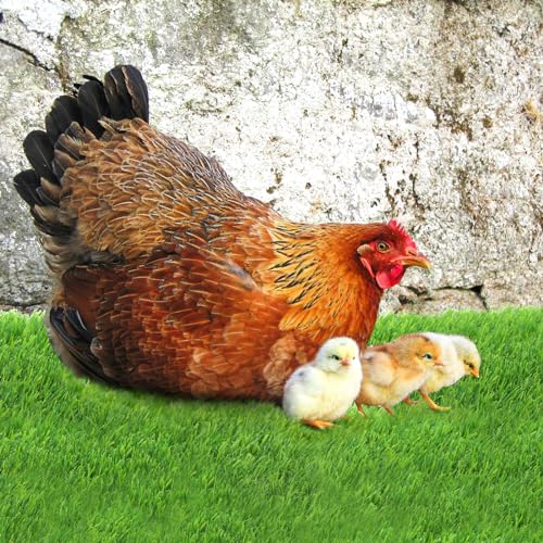 Tlence 8 Pack Chicken Nesting Pads with Veggie Feeder, 12x12 Washable Artificial Grass Nesting Box Liners, Thick Synthetic Turf Coop Bedding Mats for Laying Eggs