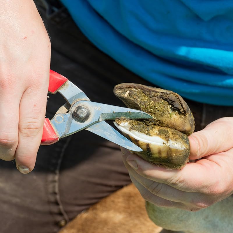 ARS 140DXR Smooth Blade Hoof Trimmer & Garden Pruning Shears | Gold standard for goat & sheep hoof trimming. Rounded tips safe for cleaning & probing. Japanese steel blades, 7.5" overall.