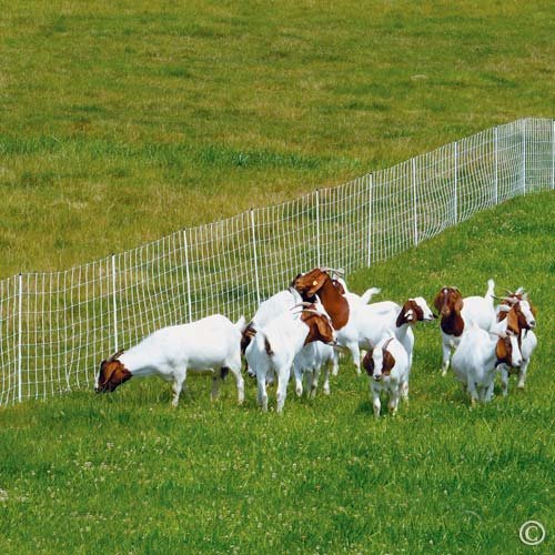 Premier 1 ElectroStop® Double Spike Fence – Sheep & Goats – 42"H x 164'L | White/black. Double spike posts for stability. 10x more conductive. Also for cattle & hogs. Energizer sold separately.